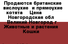 Продаются британские вислоухие, и прямоухие котята. › Цена ­ 3 000 - Новгородская обл., Великий Новгород г. Животные и растения » Кошки   